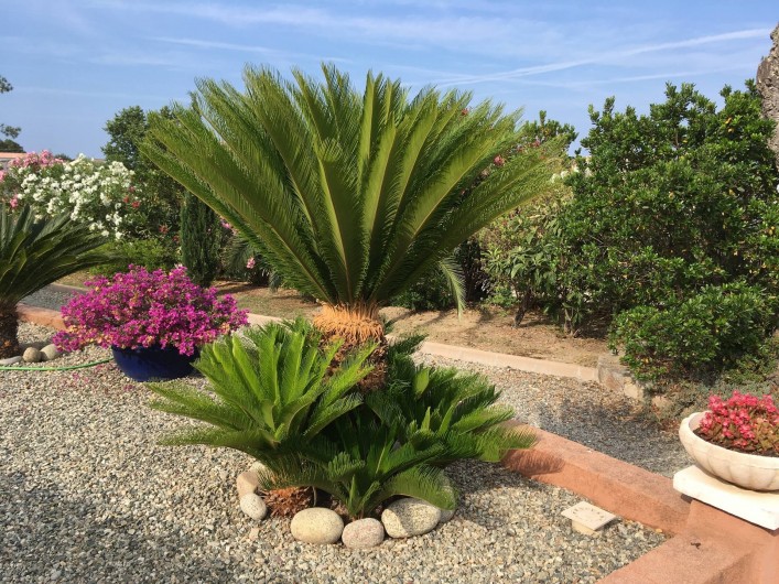 Location de vacances - Villa à Solaro