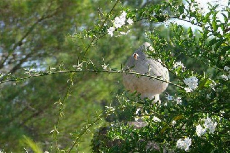 Location de vacances - Appartement à Alignan-du-Vent