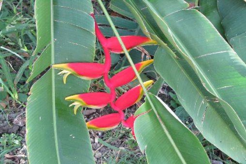 Location de vacances - Bungalow - Mobilhome à Le Moule