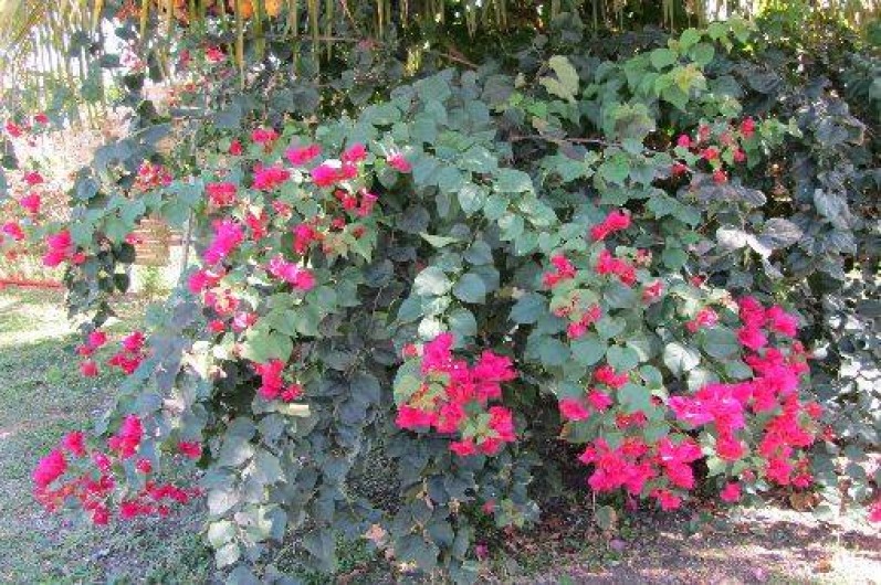 Location de vacances - Bungalow - Mobilhome à Le Moule