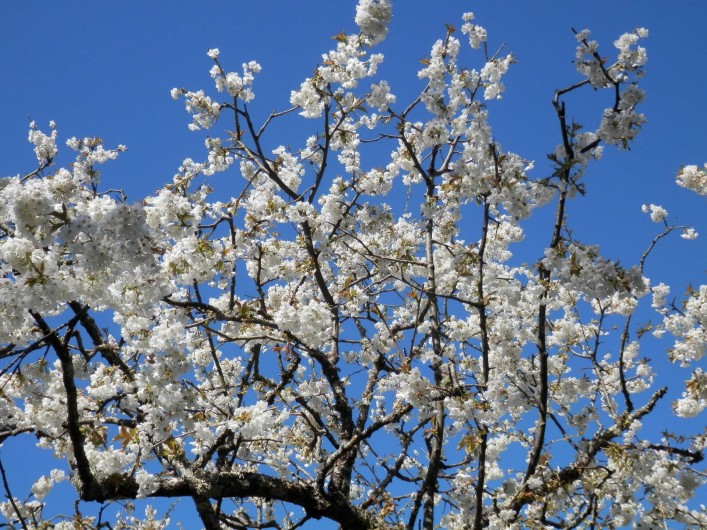 Location de vacances - Chambre d'hôtes à Faycelles - Rêver le ciel du mois de mai...