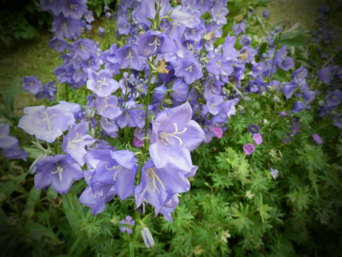 Location de vacances - Chambre d'hôtes à Faycelles - "Bleu" comme campanule.