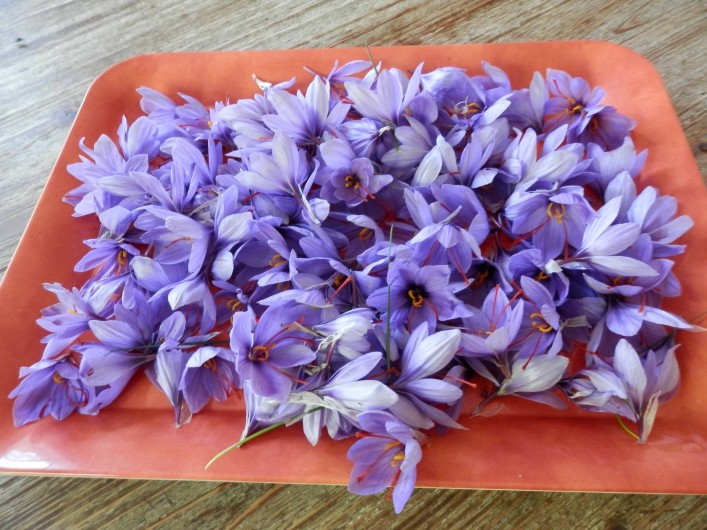 Location de vacances - Chambre d'hôtes à Faycelles - La récolte des safrans de ce jour...