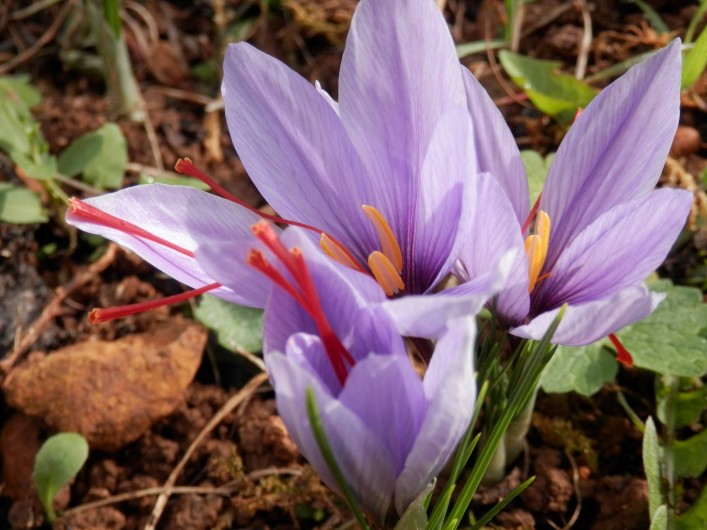 Location de vacances - Chambre d'hôtes à Faycelles - pour accompagner les petits plats cuisinés.