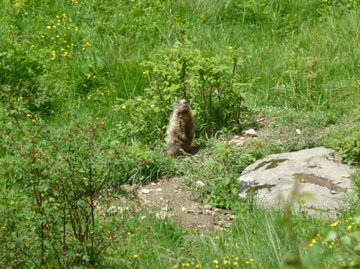 Location de vacances - Appartement à Saint-Lary-Soulan - marmotte à Piau  Engaly