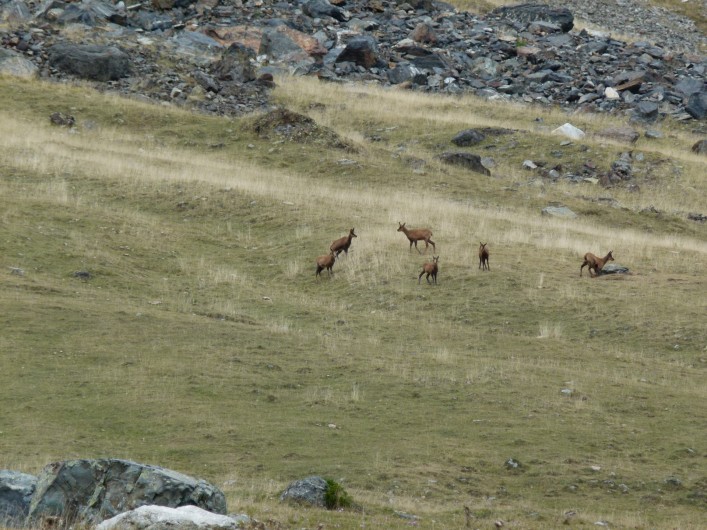 Location de vacances - Appartement à Saint-Lary-Soulan - Isards à Piau Engaly