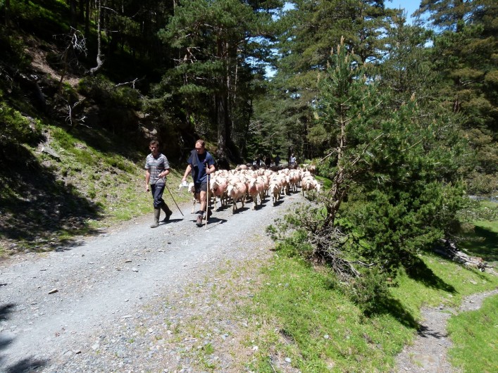 Location de vacances - Appartement à Saint-Lary-Soulan - transhumance à Rioumajou