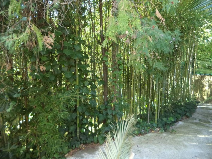 Location de vacances - Villa à Mandelieu-la-Napoule - uen partie du jardin : la bambouseraie