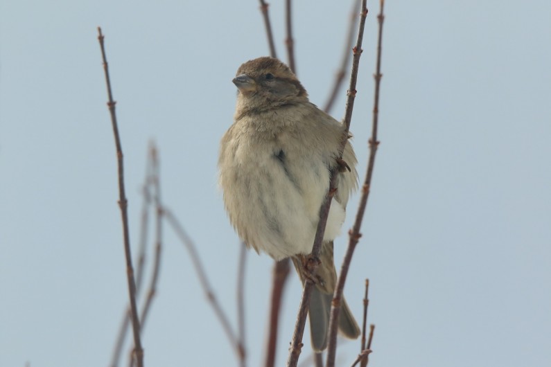 Location de vacances - Chalet à Le Latet