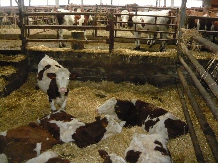 Location de vacances - Chalet à Le Latet