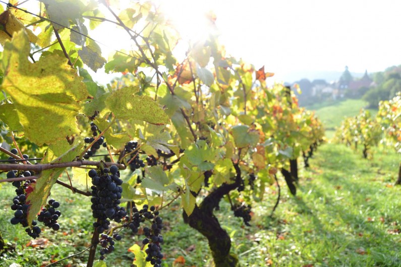 Location de vacances - Chambre d'hôtes à Pupillin