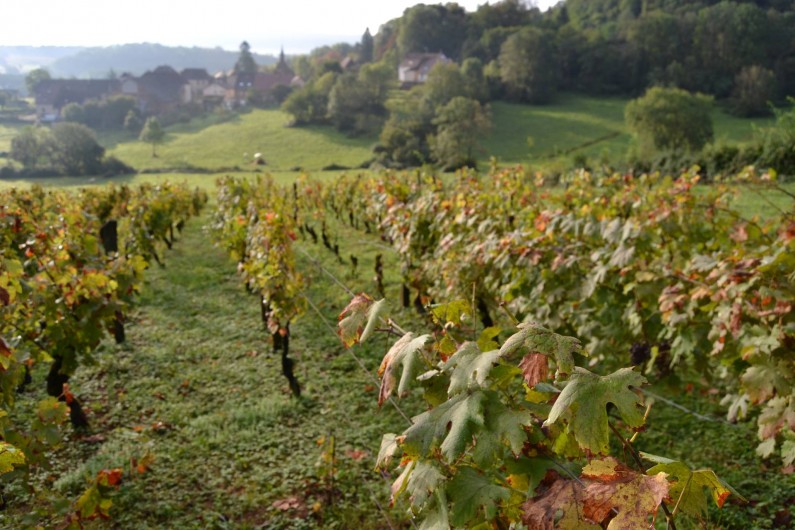 Location de vacances - Chambre d'hôtes à Pupillin - les vignes avec belvédère