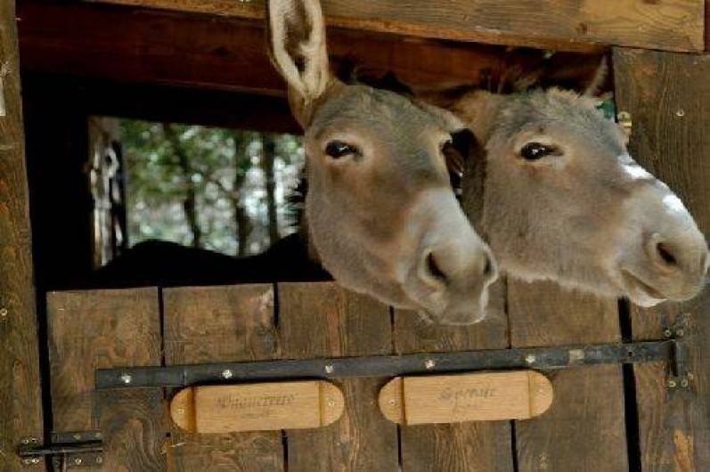 Location de vacances - Mas à Solliès-Toucas