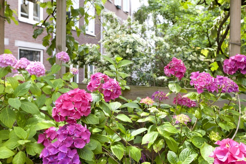 Location de vacances - Chambre d'hôtes à Amsterdam