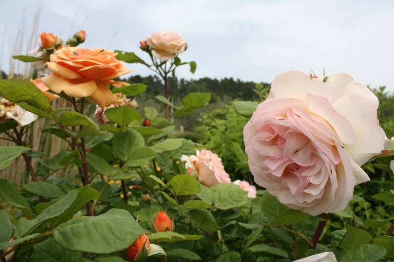 Location de vacances - Chambre d'hôtes à Carnoules