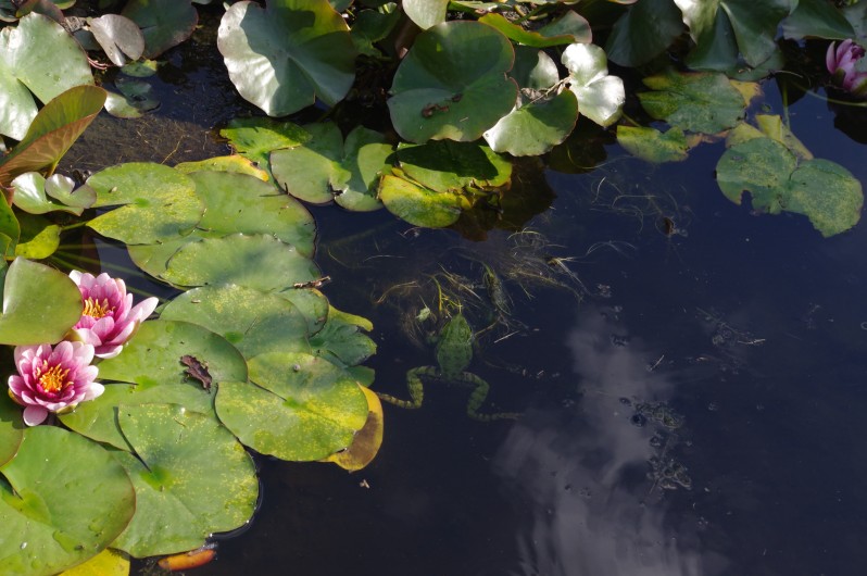 Location de vacances - Gîte à Pouzauges - Le bassin où vivent quelques grenouilles.