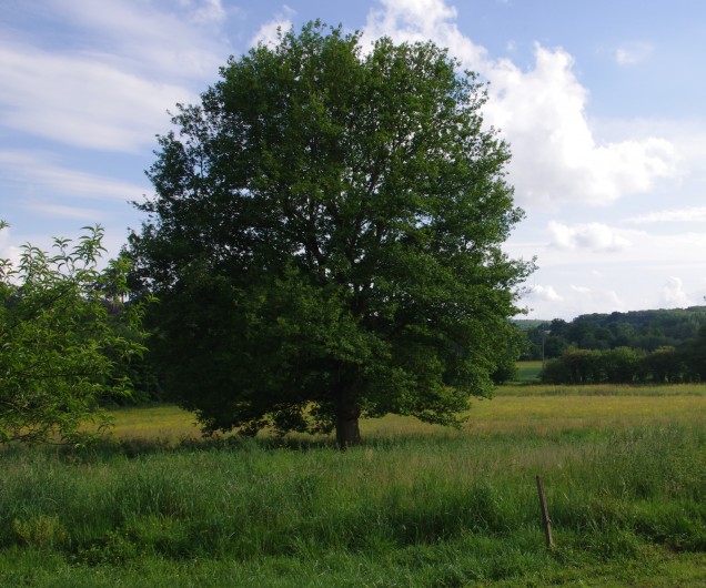 Location de vacances - Gîte à Pouzauges - Les près donnent une sensation d'espace avec ce chêne remarquable.