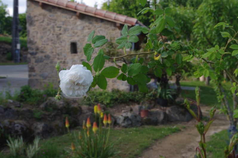 Location de vacances - Gîte à Pouzauges - Au mois de mai, les rosiers sont fleuris.