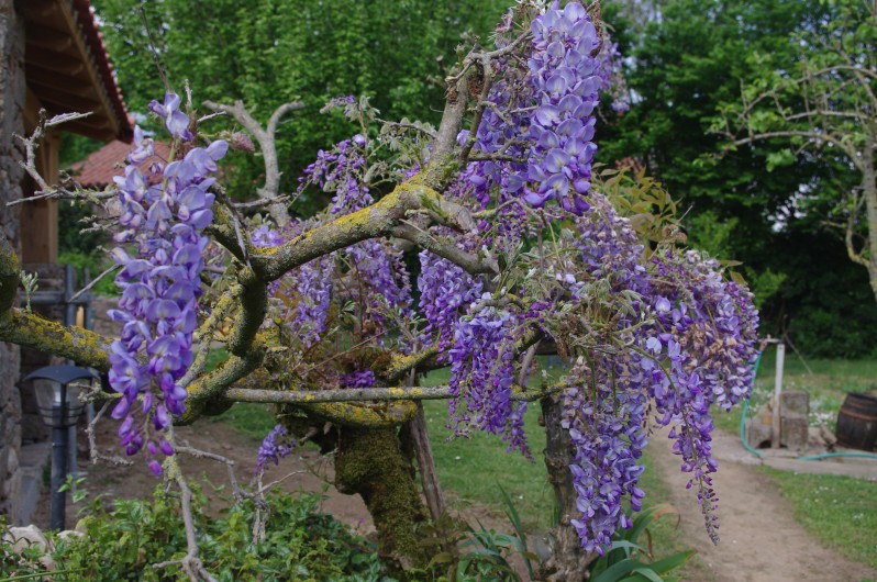 Location de vacances - Gîte à Pouzauges - Au printemps quand la glycine s'épanouie.