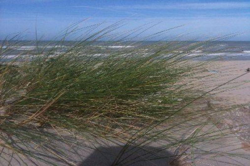 Location de vacances - Studio à Fort-Mahon-Plage - dunes