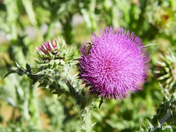 Location de vacances - Appartement à La Joue du Loup