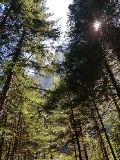 Location de vacances - Appartement à La Joue du Loup - Superbe nature, soleil entre les arbres à la Joue du Loup le soir