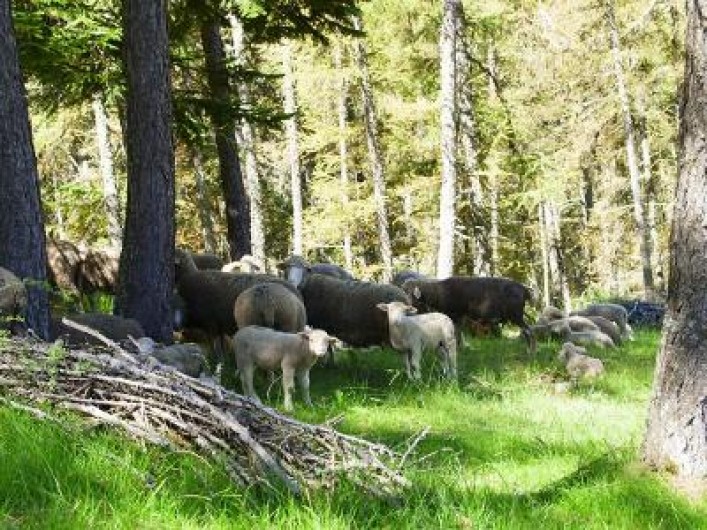 Location de vacances - Appartement à La Joue du Loup