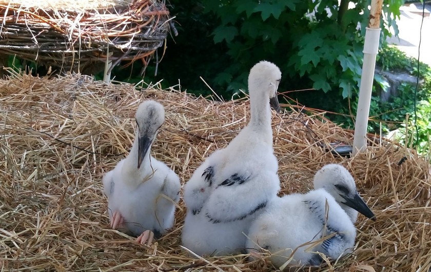 Location de vacances - Gîte à Bergheim - les cigognieaux