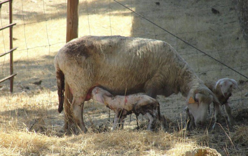Location de vacances - Chalet à Terena - mouton