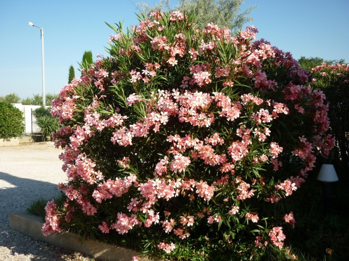 Location de vacances - Chalet à Saint-Rémy-de-Provence