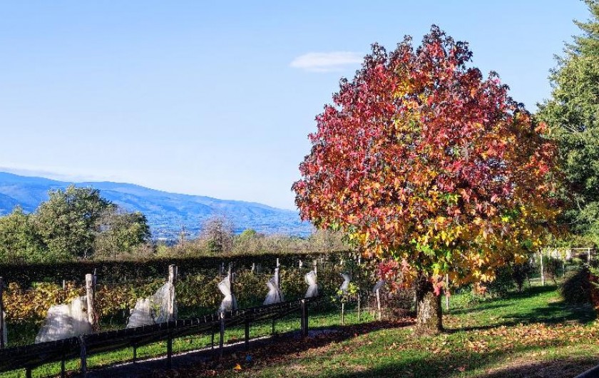 Location de vacances - Chambre d'hôtes à Pont-de-Larn - La vigne en automne.