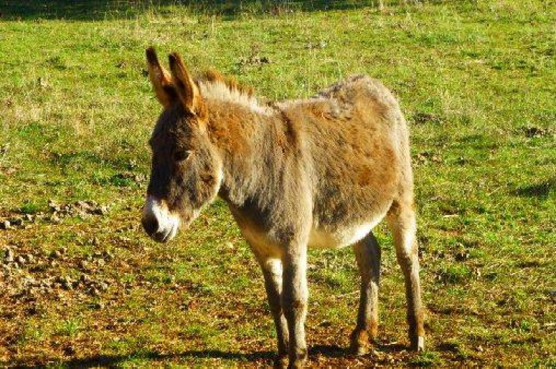 Location de vacances - Chalet à Le Bastit