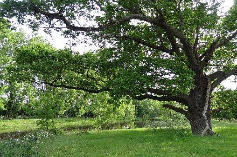 Location de vacances - Maison - Villa à Machecoul