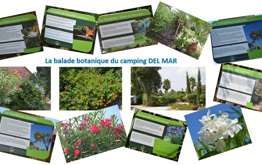 Location de vacances - Bungalow - Mobilhome à Argelès-sur-Mer - Le camping Del Mar et sa ballade botanique