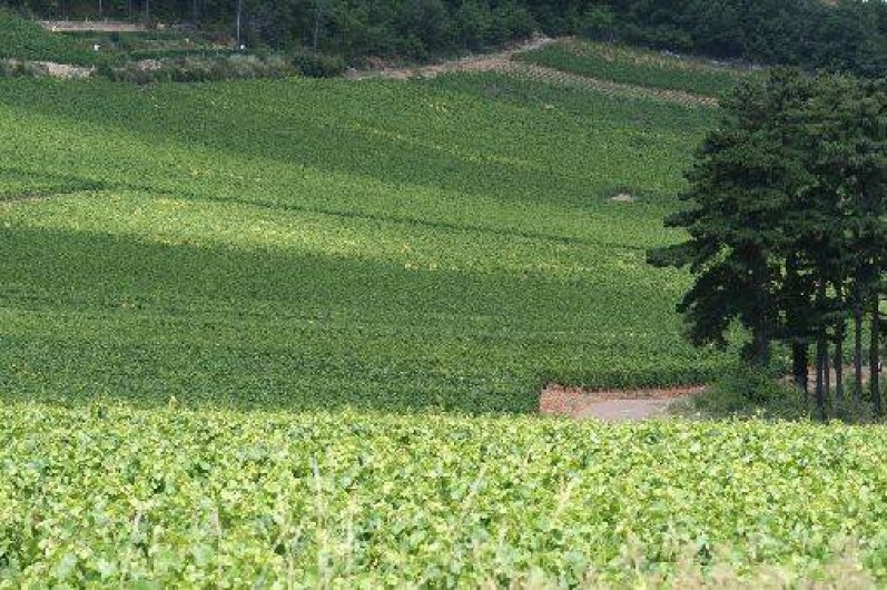 Location de vacances - Maison - Villa à Puligny-Montrachet