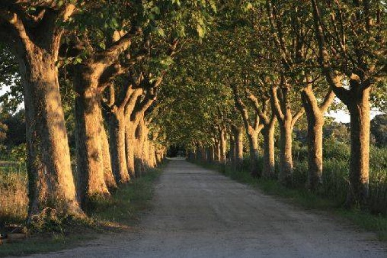 Location de vacances - Gîte à Arles