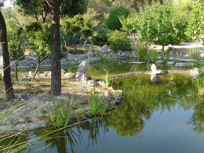 Location de vacances - Appartement à Éguilles - étang avec carpes koïs, poissons rouge, et grenouille
