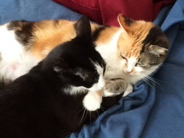 Location de vacances - Villa à Hourtin Plage - Chats