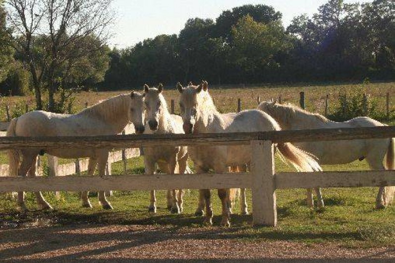 Location de vacances - Gîte à Arles