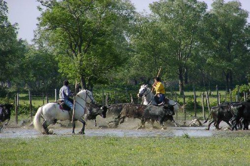 Location de vacances - Gîte à Arles