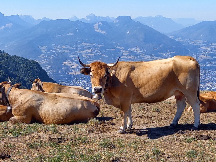 Location de vacances - Chalet à La Féclaz