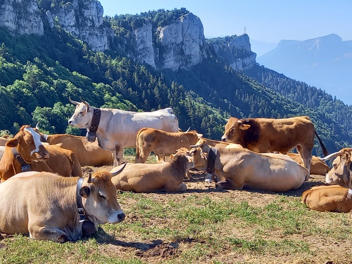 Location de vacances - Chalet à La Féclaz