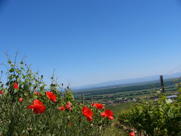 Location de vacances - Gîte à Gueberschwihr - Gueberschwihr, son sentier viticole