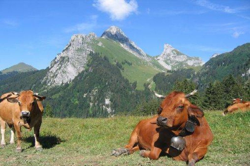 Location de vacances - Appartement à Bernex