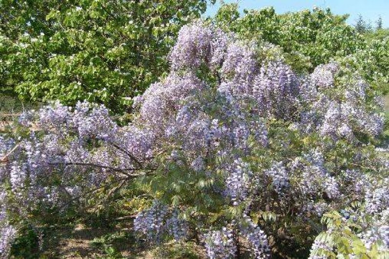 Location de vacances - Gîte à Balazuc