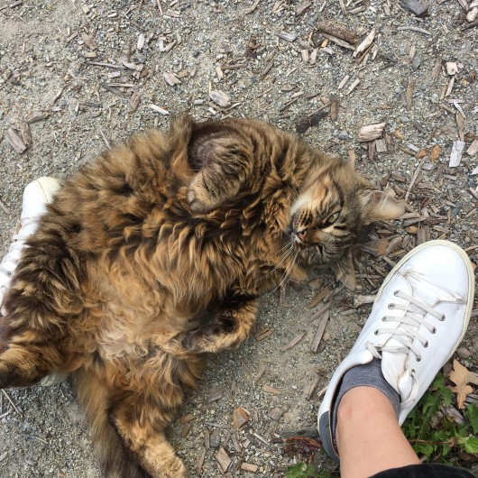 Location de vacances - Gîte à Saint-M'Hervé