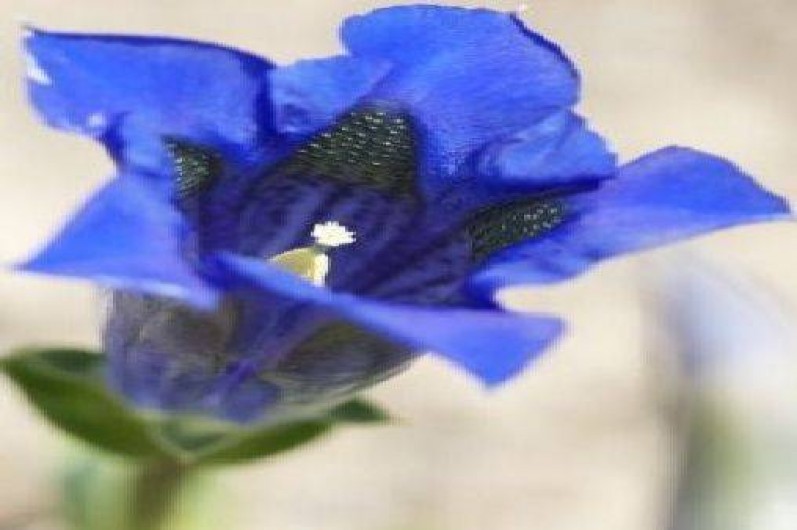 Location de vacances - Appartement à Châtel