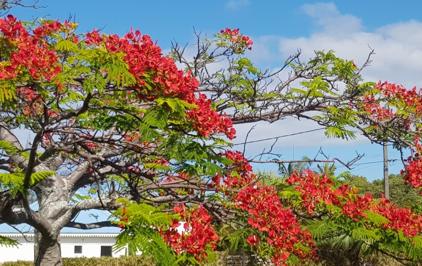 Location de vacances - Maison - Villa à Bois De Nèfles