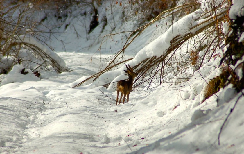 Location de vacances - Gîte à Campan - en sortant de la Grange...