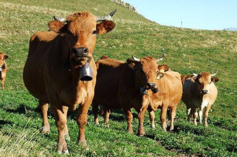 Location de vacances - Studio à Passy